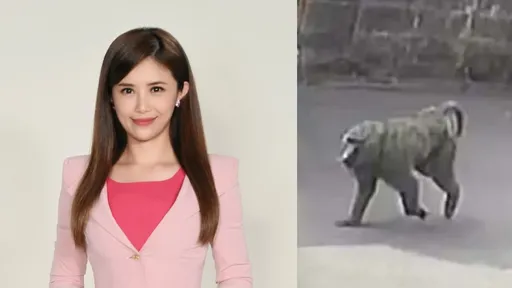 狒狒遭枪杀身亡!摆拍不先送医 女主播也怒了:真是令人作呕