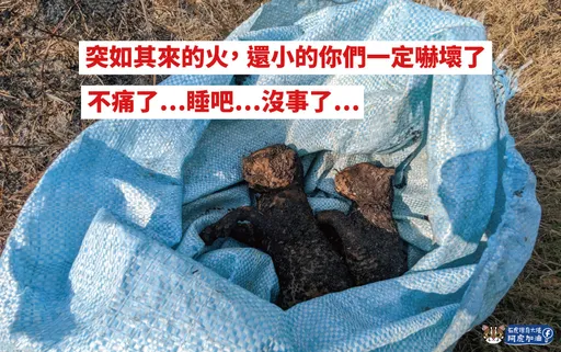 野放石虎遇農民燒草 「2隻寶寶慘成焦屍」畫面曝!保育團隊痛心:別再燒了