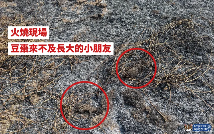 保育人員在火場發現來不及逃生的2隻小石虎。翻攝臉書「石虎保育大使 阿虎加油」