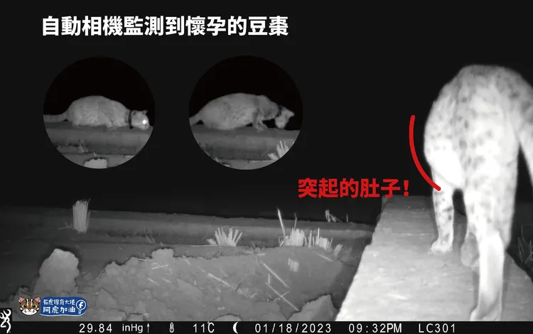 自動相機曾拍到懷孕的豆棗。翻攝臉書「石虎保育大使 阿虎加油」