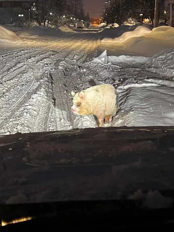 阿拉斯加居民開車半路遇到在冰天雪地迷途的一頭豬。翻攝臉書/nolan.boedigheimer