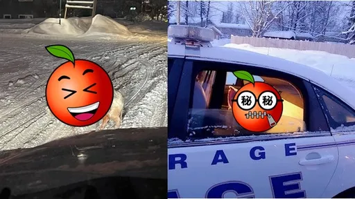 「行走的冰凍培根」!迷途小豬全身結霜狂吃雪擋路 還搭警車兜風回家