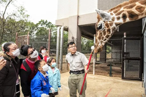 狒狒之死揭六福村3大問題 還想再進3隻長頸鹿!林務局:不同意