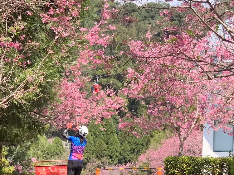 遊客捕捉櫻花美景。九族文化村提供