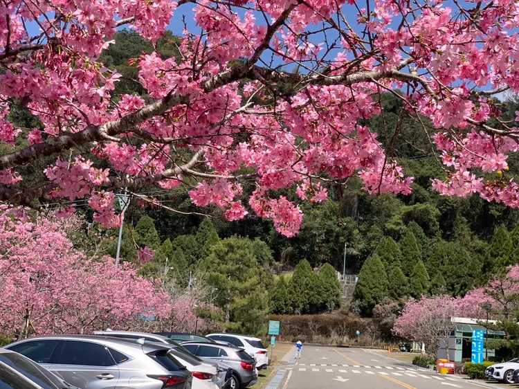 日月潭纜車站櫻花盛開，遊客車子就直接停在櫻花樹下。九族文化村提供