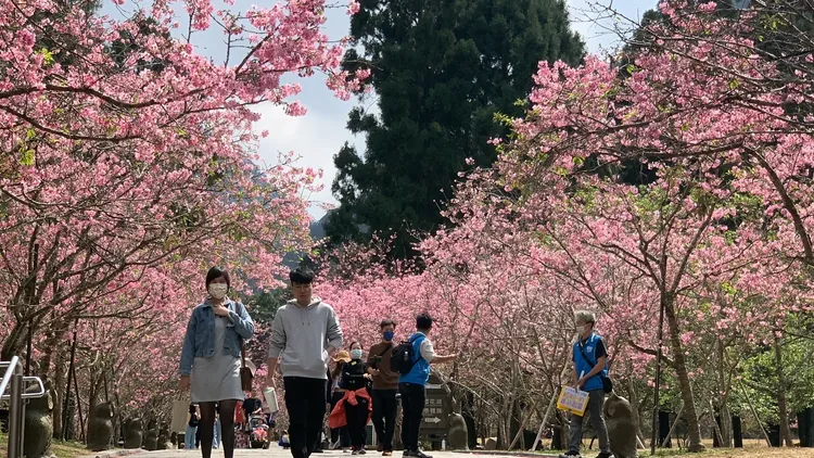 九族文化村櫻花大道的富士櫻仍盛開。九族文化村提供