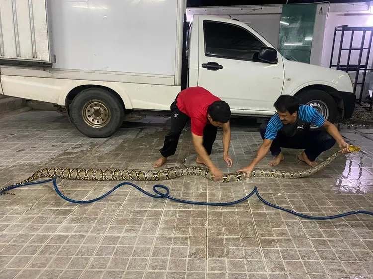 這條巨蟒也同樣被野放了。翻攝臉書＠Chang Lantanoy