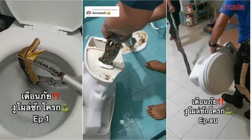 如廁驚見巨蟒探頭!還拆了馬桶拉出長長的蛇 驚悚影片曝光