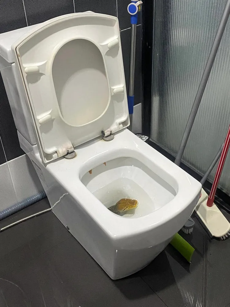 本月稍早另一名泰國網友也在馬桶發現巨蟒。翻攝臉書＠Chang Lantanoy