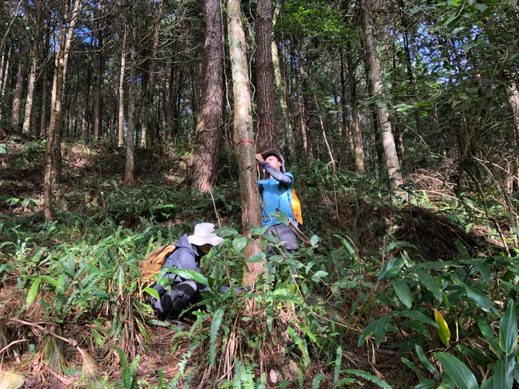 森林護管人員任務多元艱困，圖為李易承進行林木調查。林務局提供