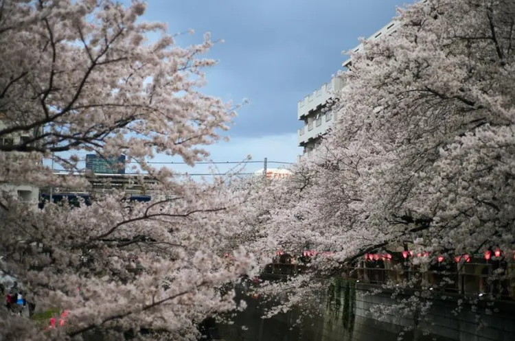 目黑川是東京熱門賞櫻景點之一。新華社