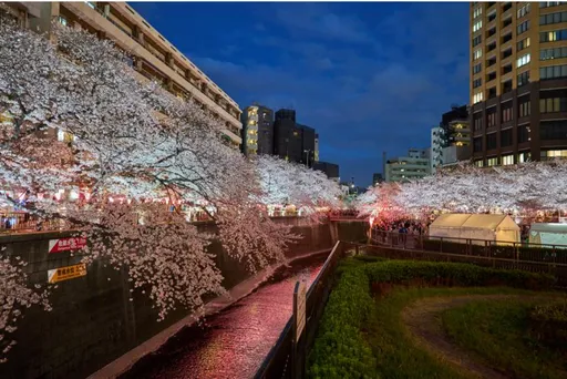 東京櫻花盛開 目黑川賞夜櫻(圖輯)
