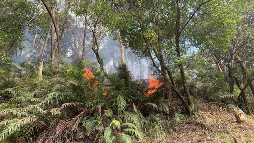 新北汐止山區500坪樹林起火　警消及時撲滅幸無傷