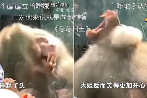 別挑釁狒狒!大媽猛敲打激怒 牠齜牙裂嘴超兇暴