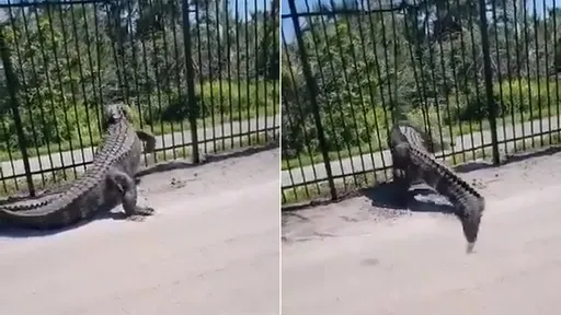 巨鱷太猛！金屬柵欄都攔不住　牠直接撐開闖入高爾夫俱樂部