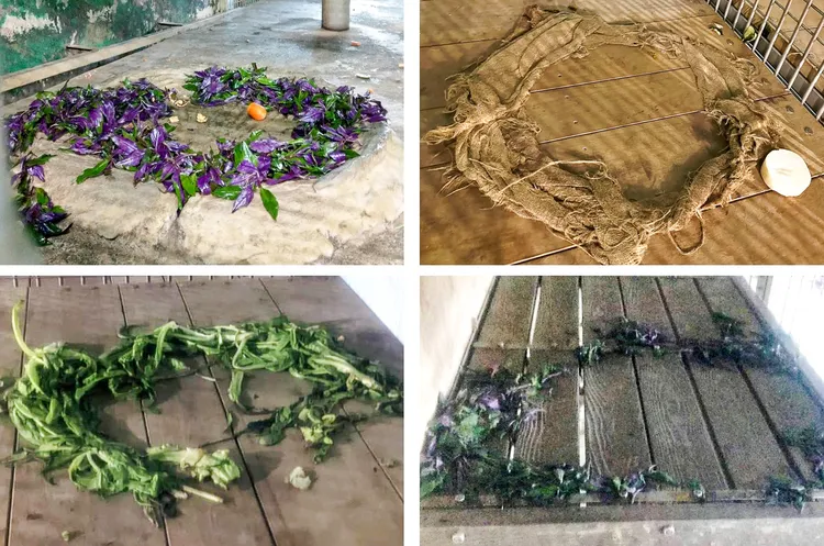 黑猩猩「娃智」用大家常剩的食材排成圓形魔法陣。動物園提供