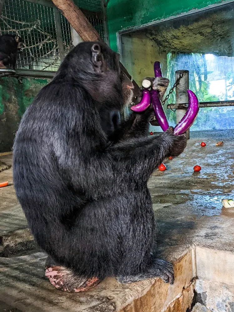 人類討厭的茄子、苦瓜等，卻是黑猩猩的心頭好。動物園提供