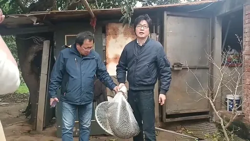 圍捕狒狒開幾槍？　桃園市農業局：只有這單位人員開了一發麻醉槍