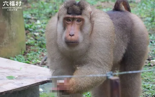 被東非狒狒搞炸心態!六福村小編崩潰了 PO猿猴比中指照盼「抽薪止狒」