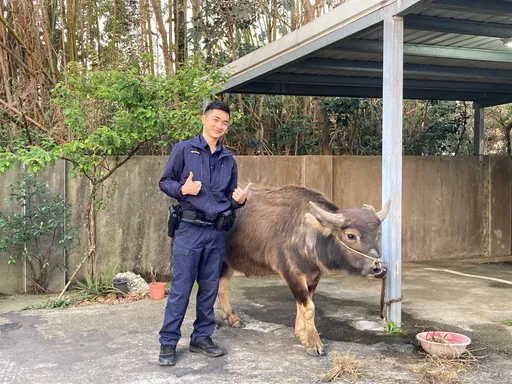 迷途小牛逛大街　楊梅警化身牧童
