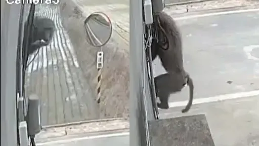 東非狒狒是否做親緣鑑定？　北市動物園：等這單位做指示！
