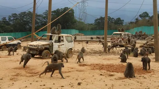 狒狒數量遭爆料超過250隻　六福村：待清查