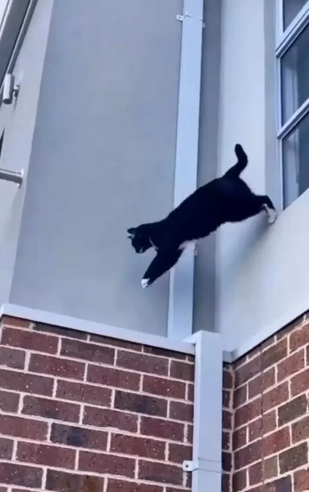 偶不是一般貓，難得展現特技，瞧瞧我的身手。IG @miiyav_tv 提供