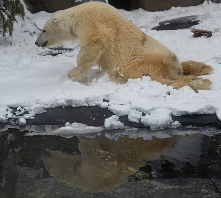 去年9月的迪克森後肢癱瘓。新華社