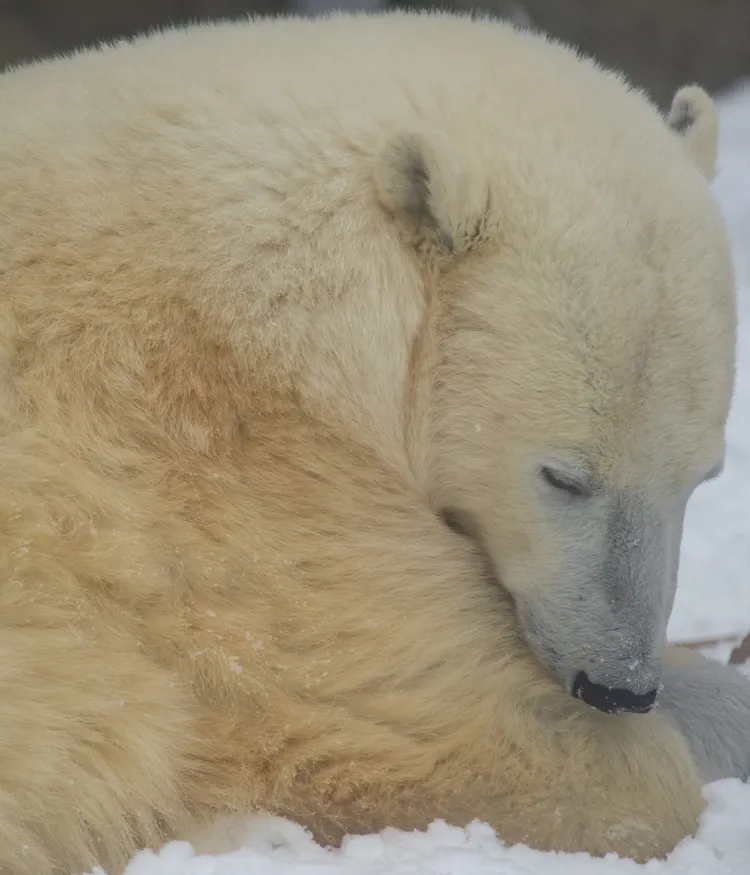 2月底園方釋出的照片中，迪克森判若兩熊。新華社