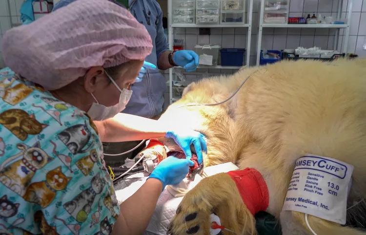 園方獸醫救治迪克森。新華社