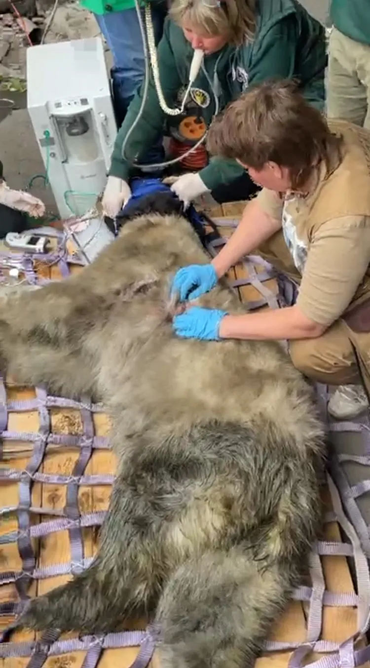 莫斯科動物園救治迪克森。新華社