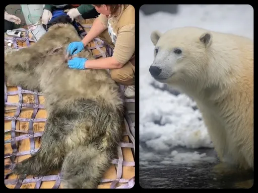 增胖100公斤!北極熊又髒又瘦又癱 5個月變身白帥帥