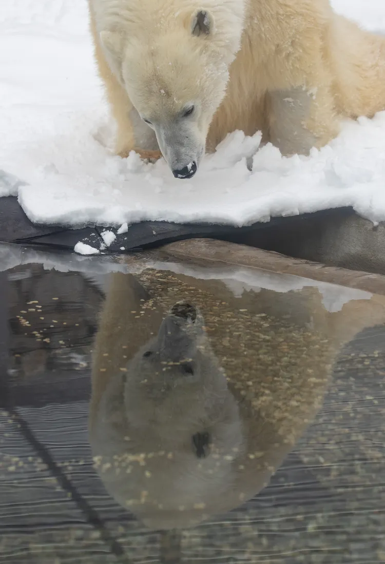 迪克森的隔離醫療區有水池供其復健、捕魚。新華社