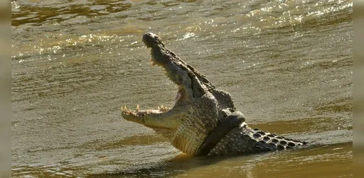 嚇人！澳洲北領地淹水致鱷魚亂竄　17歲少年遭咬傷