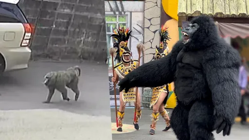 東非狒狒下落不明!劍湖山曝園區「金剛」現況照 網笑歪:撿到槍