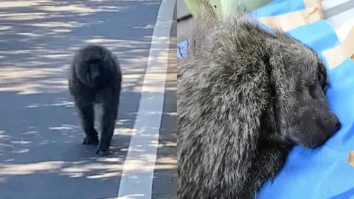 六福村找不出「狒逃路線」 林務局開罰5萬!明勘查補漏