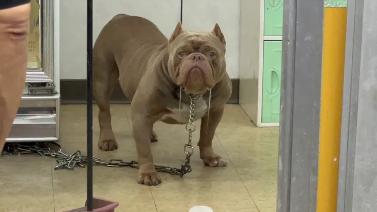 檳榔攤店內飼養的比特犬。三峽警分局提供