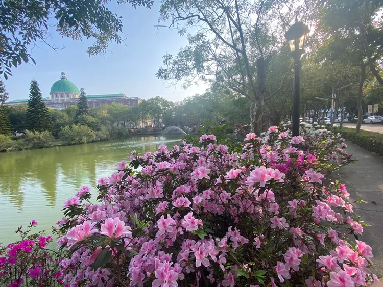 亞大太極湖畔杜鵑花盛開，搭配遠處高聳的綠色歐風圓樓，也是熱門拍照點。亞大提供