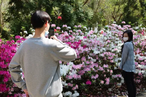 亞洲大學萬棵杜鵑綻放 花牆打卡「一秒變網紅」