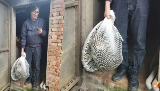 嘆狒狒如韓劇中的牠「成了人類手中的犧牲品」　女主播：此刻真的自由了