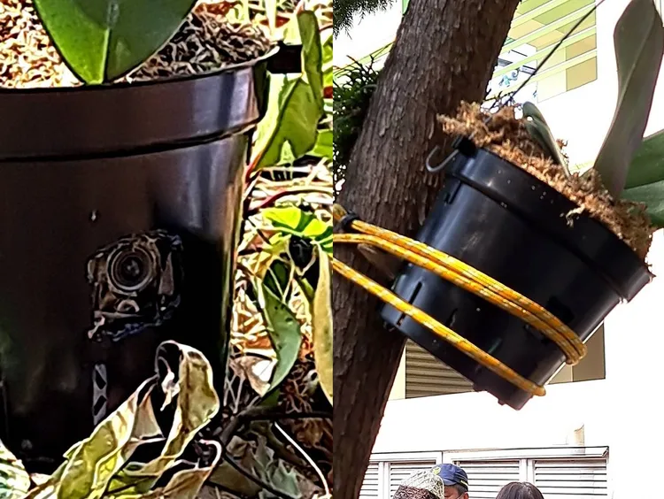 南投市營盤國小投開票所外的花盆暗藏密錄器。民進黨提供