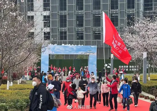 武漢大學1000株櫻花盛開 致敬醫護1.6萬人優先賞花