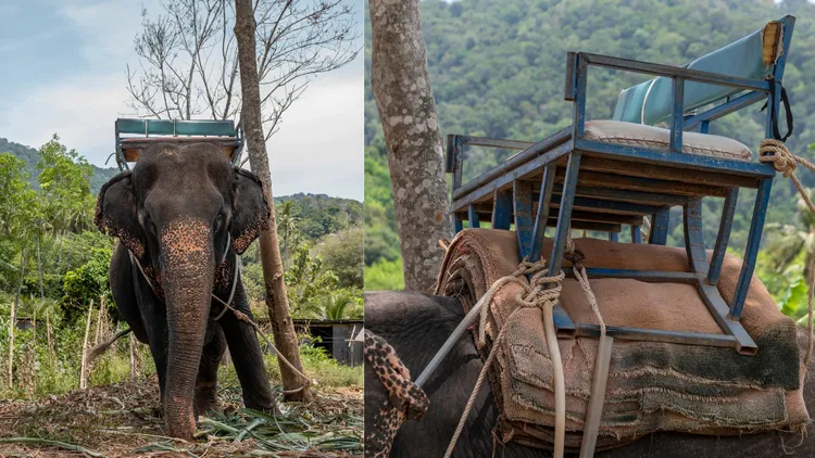 沉重的乘架對大象長期下來造成身體傷害。翻攝WFFT