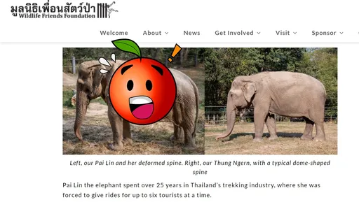 大象被人騎到背部變形! 照片揭「職業傷害」殘酷真相