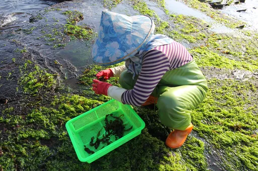 東北角春季限定美食小海帶　簡單1招吃出海洋鮮味
