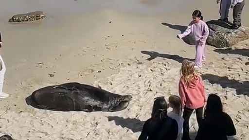 「屁孩攻擊海獅」激怒救生員廣播趕人 她媽這舉動引發網友炎上