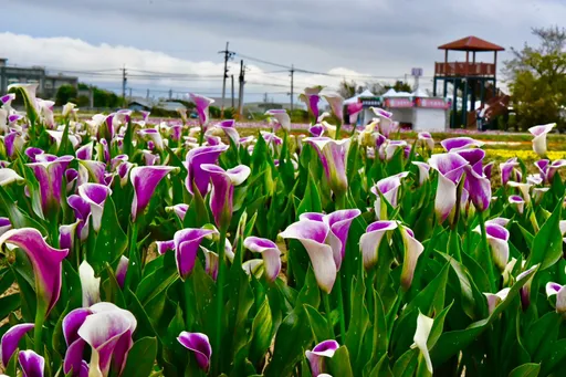 2023桃園彩色海芋季 4月1日登場!28萬株花卉打造歷年最大花田