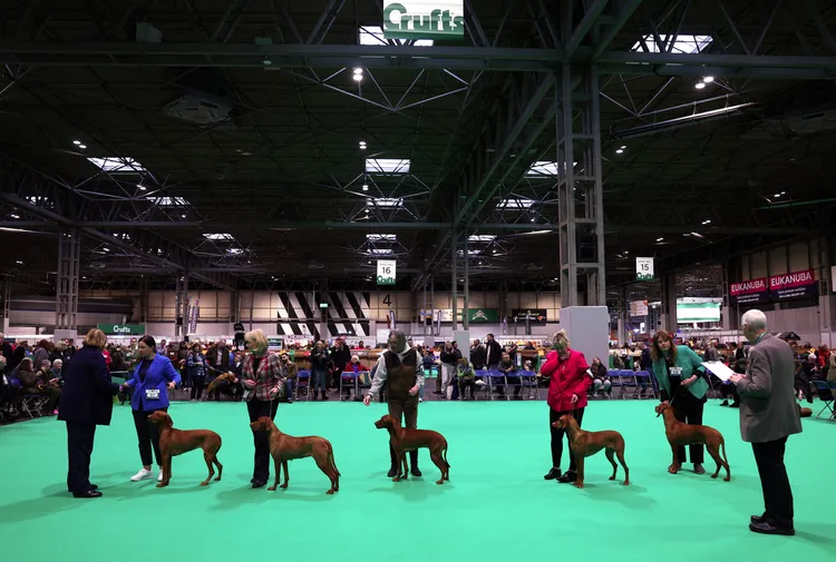 產自匈牙利的維茲拉犬（Hungarian Vizsla dogs）是體型中等的獵犬，適合當陪伴犬。路透社
