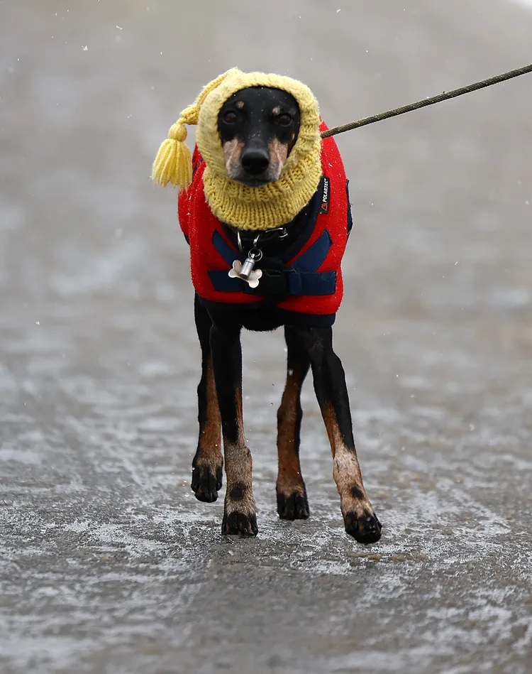 伯明罕春寒料峭還飄著白雪，狗主為愛犬穿上保暖衣物。路透社