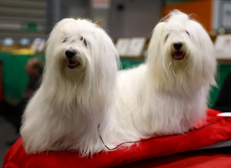 棉花面紗犬（Coton De Tulear）又被稱為馬達加斯加皇宮犬。路透社
